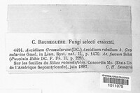 Puccinia caricina image